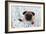 Pug Puppy on Spotted Blanket-null-Framed Photographic Print