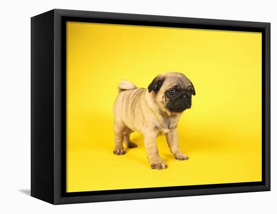 Pug Puppy-Peter M^ Fisher-Framed Premier Image Canvas