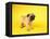 Pug Puppy-Peter M^ Fisher-Framed Premier Image Canvas