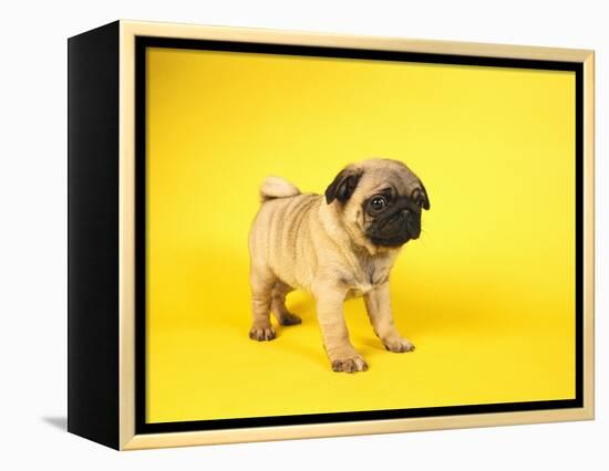 Pug Puppy-Peter M^ Fisher-Framed Premier Image Canvas