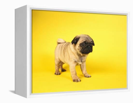 Pug Puppy-Peter M^ Fisher-Framed Premier Image Canvas