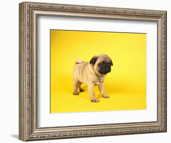 Pug Puppy-Peter M^ Fisher-Framed Photographic Print