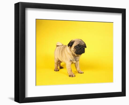 Pug Puppy-Peter M^ Fisher-Framed Photographic Print