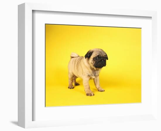 Pug Puppy-Peter M^ Fisher-Framed Photographic Print