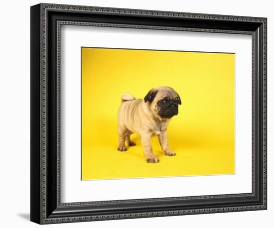 Pug Puppy-Peter M^ Fisher-Framed Photographic Print