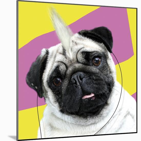 Pug Rotten-Malcolm Sanders-Mounted Giclee Print