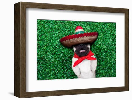 Pug Siesta-Javier Brosch-Framed Photographic Print