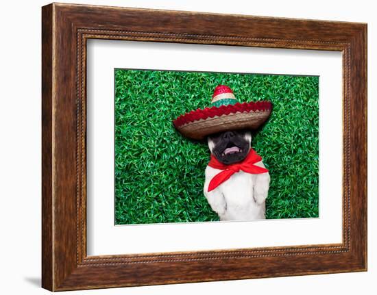 Pug Siesta-Javier Brosch-Framed Photographic Print