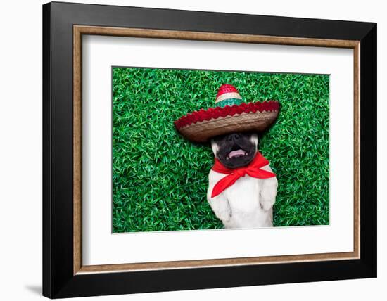 Pug Siesta-Javier Brosch-Framed Photographic Print