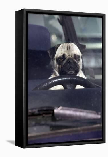 Pug Sitting Behind Wheel of Car-null-Framed Premier Image Canvas