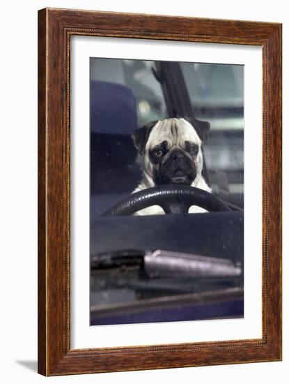 Pug Sitting Behind Wheel of Car-null-Framed Photographic Print