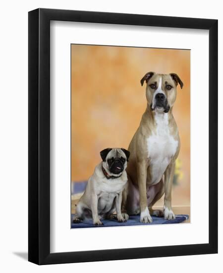 Pug Sitting Next to a Mixed Breed Dog on a Rug-Petra Wegner-Framed Photographic Print