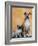 Pug Sitting Next to a Mixed Breed Dog on a Rug-Petra Wegner-Framed Photographic Print