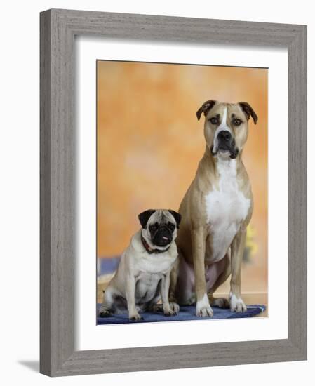 Pug Sitting Next to a Mixed Breed Dog on a Rug-Petra Wegner-Framed Photographic Print