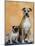 Pug Sitting Next to a Mixed Breed Dog on a Rug-Petra Wegner-Mounted Photographic Print