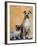 Pug Sitting Next to a Mixed Breed Dog on a Rug-Petra Wegner-Framed Photographic Print