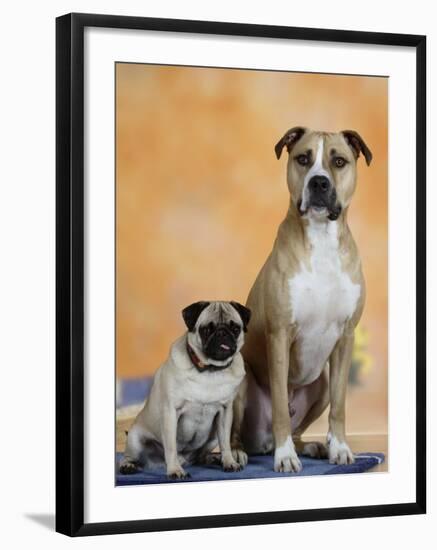 Pug Sitting Next to a Mixed Breed Dog on a Rug-Petra Wegner-Framed Photographic Print