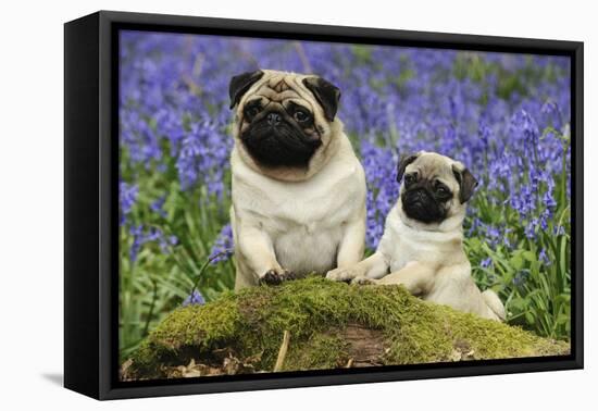 Pug Standing Next to Pug Puppy in Bluebells-null-Framed Premier Image Canvas