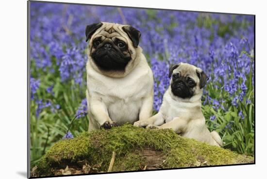 Pug Standing Next to Pug Puppy in Bluebells-null-Mounted Photographic Print