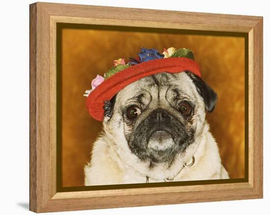 Pug Wearing Floral Hat-Leland Bobb?-Framed Premier Image Canvas