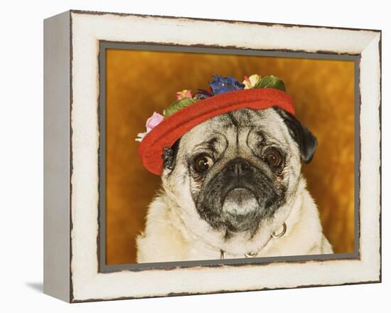 Pug Wearing Floral Hat-Leland Bobb?-Framed Premier Image Canvas