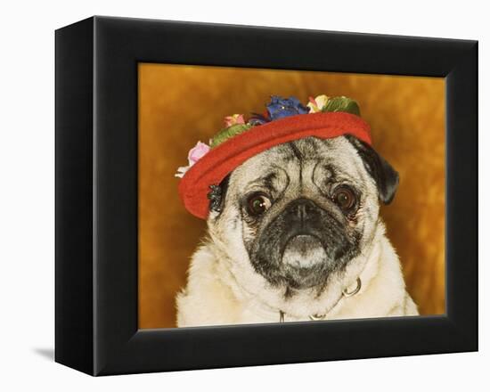 Pug Wearing Floral Hat-Leland Bobb?-Framed Premier Image Canvas