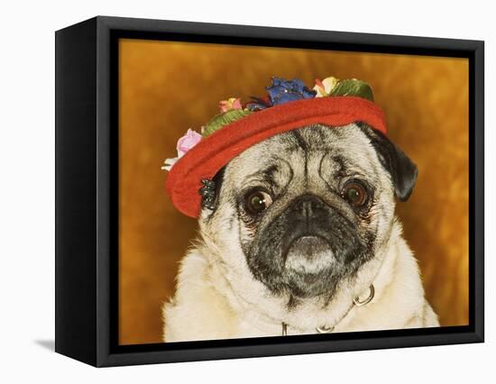 Pug Wearing Floral Hat-Leland Bobb?-Framed Premier Image Canvas