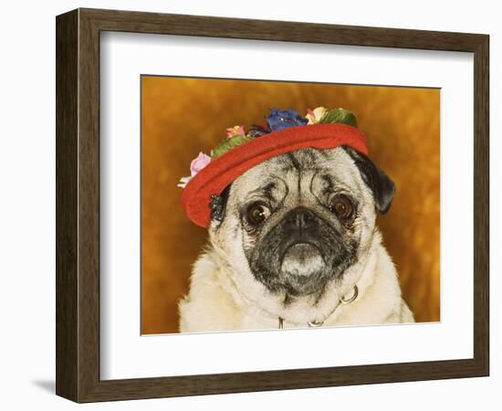 Pug Wearing Floral Hat-Leland Bobb?-Framed Premium Photographic Print