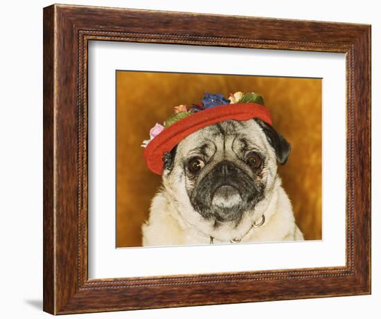 Pug Wearing Floral Hat-Leland Bobb?-Framed Premium Photographic Print