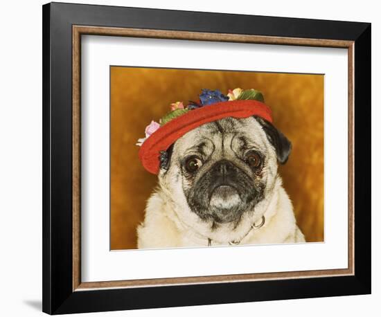 Pug Wearing Floral Hat-Leland Bobb?-Framed Premium Photographic Print