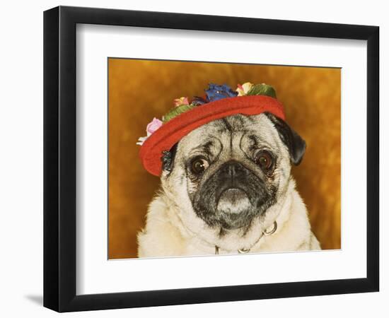 Pug Wearing Floral Hat-Leland Bobb?-Framed Premium Photographic Print