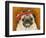 Pug Wearing Floral Hat-Leland Bobb?-Framed Premium Photographic Print