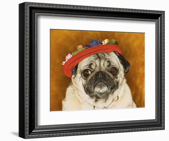 Pug Wearing Floral Hat-Leland Bobb?-Framed Premium Photographic Print