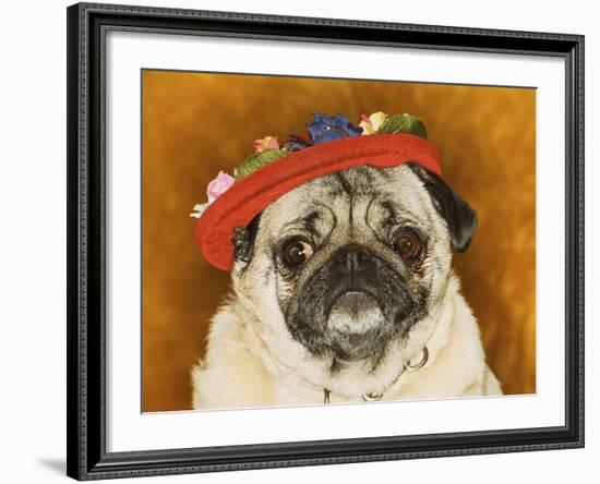 Pug Wearing Floral Hat-Leland Bobb?-Framed Photographic Print