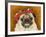 Pug Wearing Floral Hat-Leland Bobb?-Framed Photographic Print