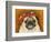 Pug Wearing Floral Hat-Leland Bobb?-Framed Photographic Print