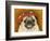 Pug Wearing Floral Hat-Leland Bobb?-Framed Photographic Print