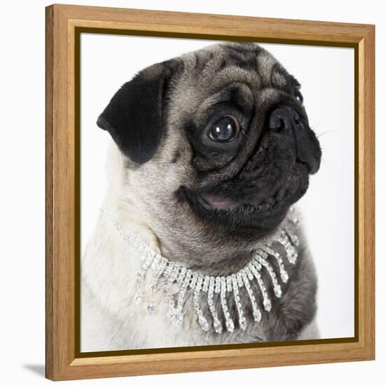 Pug Wearing Pearl Necklace-null-Framed Premier Image Canvas