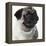 Pug Wearing Pearl Necklace-null-Framed Premier Image Canvas