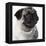 Pug Wearing Pearl Necklace-null-Framed Premier Image Canvas