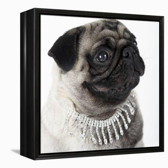 Pug Wearing Pearl Necklace-null-Framed Premier Image Canvas