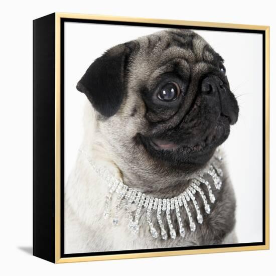 Pug Wearing Pearl Necklace-null-Framed Premier Image Canvas