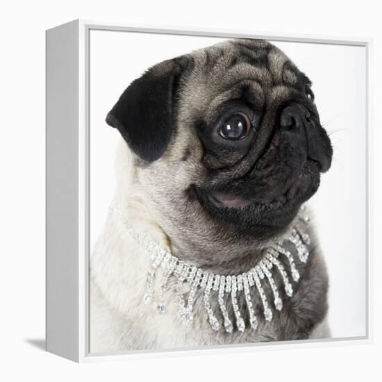 Pug Wearing Pearl Necklace-null-Framed Premier Image Canvas