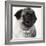 Pug Wearing Pearl Necklace-null-Framed Photographic Print