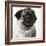 Pug Wearing Pearl Necklace-null-Framed Photographic Print