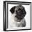 Pug Wearing Pearl Necklace-null-Framed Photographic Print