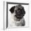 Pug Wearing Pearl Necklace-null-Framed Photographic Print