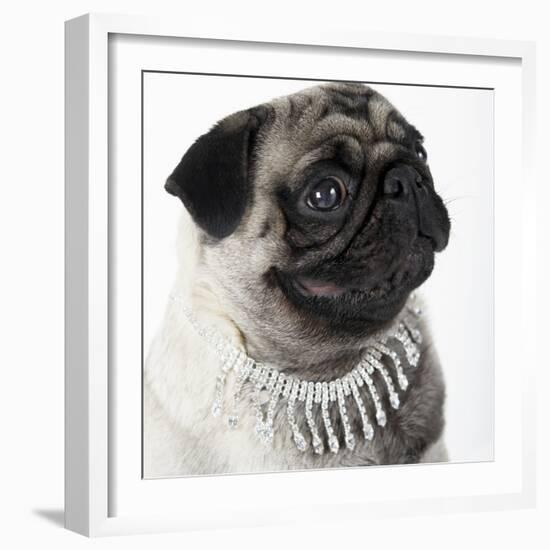 Pug Wearing Pearl Necklace-null-Framed Photographic Print