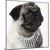 Pug Wearing Pearl Necklace-null-Mounted Photographic Print