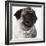 Pug Wearing Pearl Necklace-null-Framed Photographic Print